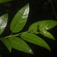 Cestrum nocturnum L.